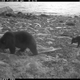 Image for article titled Gorgeous Photos Show Bears and Wolves Feasting Together on a Dead Whale